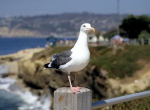 Western Gull