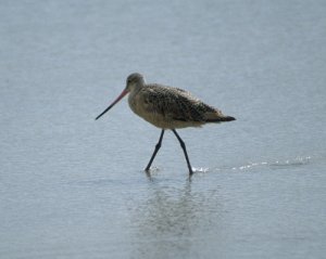 Marbled Godwit