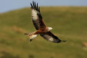 red kite in the valley