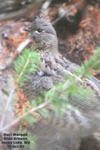 Blue Grouse Hen