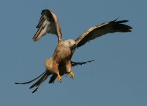 LEUCISTIC KITE