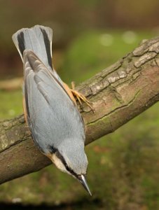 NUTHATCH