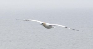 Gannet Morus bassanus