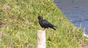 Chough