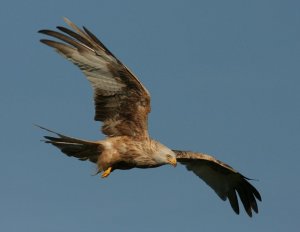 LEUCISTIC KITE 2