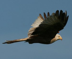 yet another kite shot......yawnnnnn