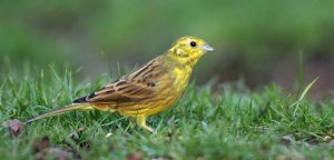 yellowhammer