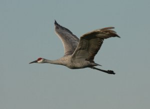 Sandhill In Flight