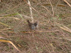 Savannah Sparrow