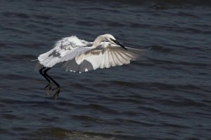 Incoming Little Egret