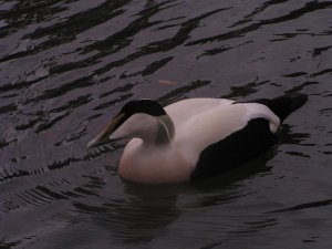 Eider (male)