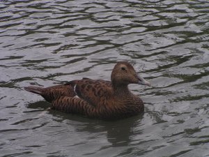 Eider (female)