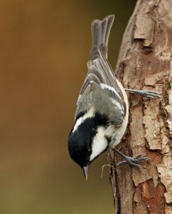 coal tit