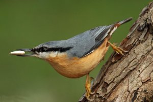 nuthatch