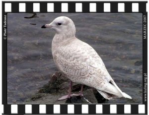 Iceland Gull