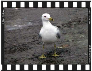 Ring-billed Gull