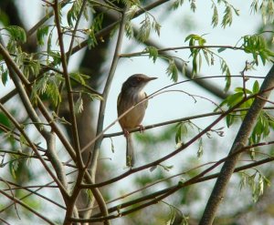 Pearly-vented Tody Tyrant