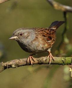 dunnock watch