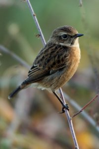 stonechat