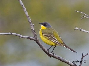 Yellow Wagtail in N. Norway