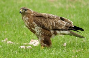 common buzzard