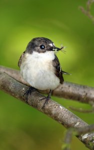 pied flycatcher with food
