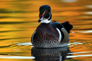 Male Wood Duck