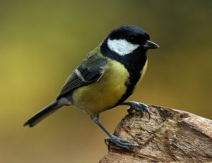 great tit