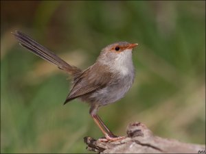 Female Superb Fairy-wren