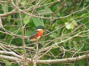 American Pygmy Kingfisher