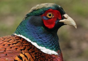 pheasant portrait