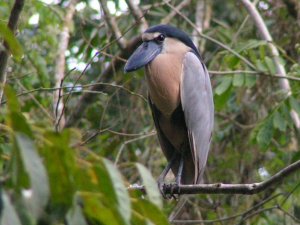 Boat-billed Heron