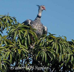 The Pantanal guardian