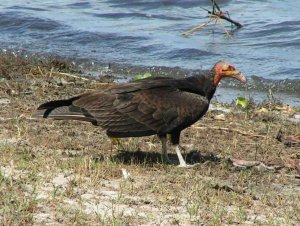 Lesser Yelow-headed Vulture