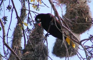 Montezuma Oropendola