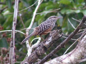 Band-backed Wren