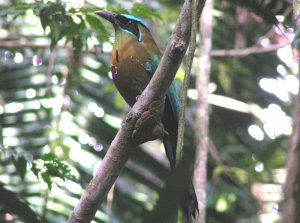 Blue-crowned Motmot