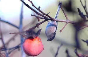 Long-tailed Tit