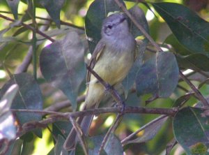 Greenish Elaenia