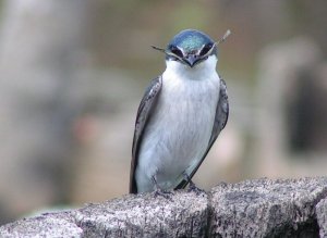 Mangrove Swallow