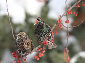 Starling Meal