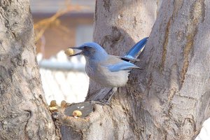 Western Scrub Jay