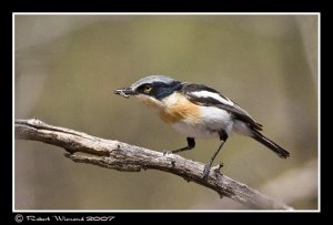 Pririt Batis (female)