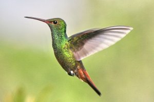 Rufous-tailed Hummingbird