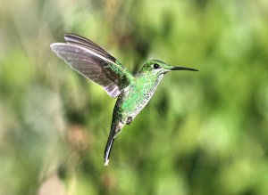 Green-crowned Brilliant