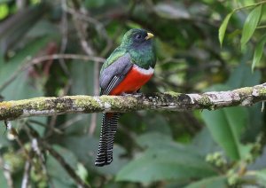 Collared Trogon