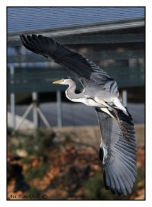 Grey Heron (Ardea cinerea)