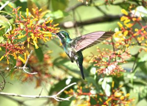 Purple-throated Mountain Gem