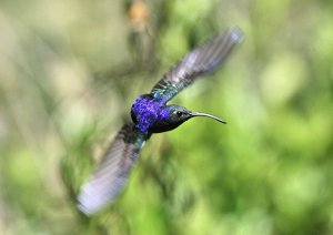 Violet Sabrewing