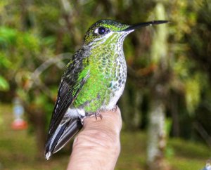 Green-crowned Brilliant